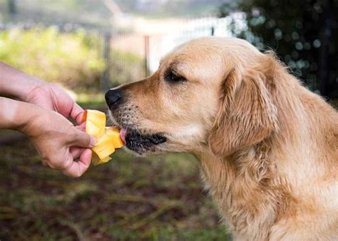 los perros pueden comer mango-4
